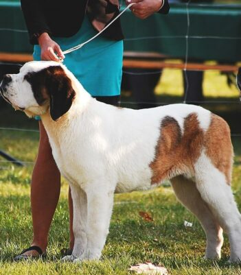 dog-show-product