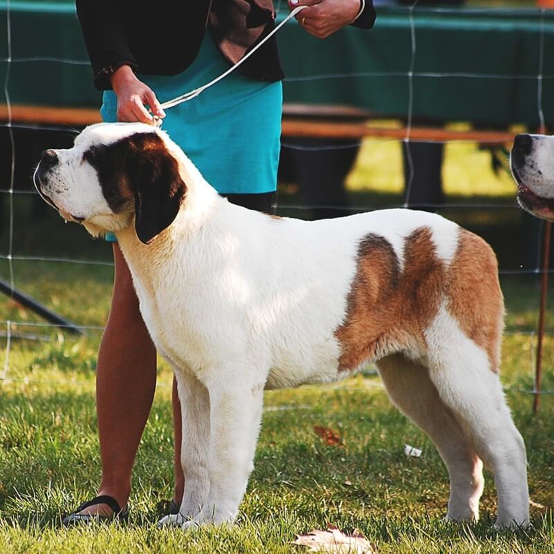 dog-show-product
